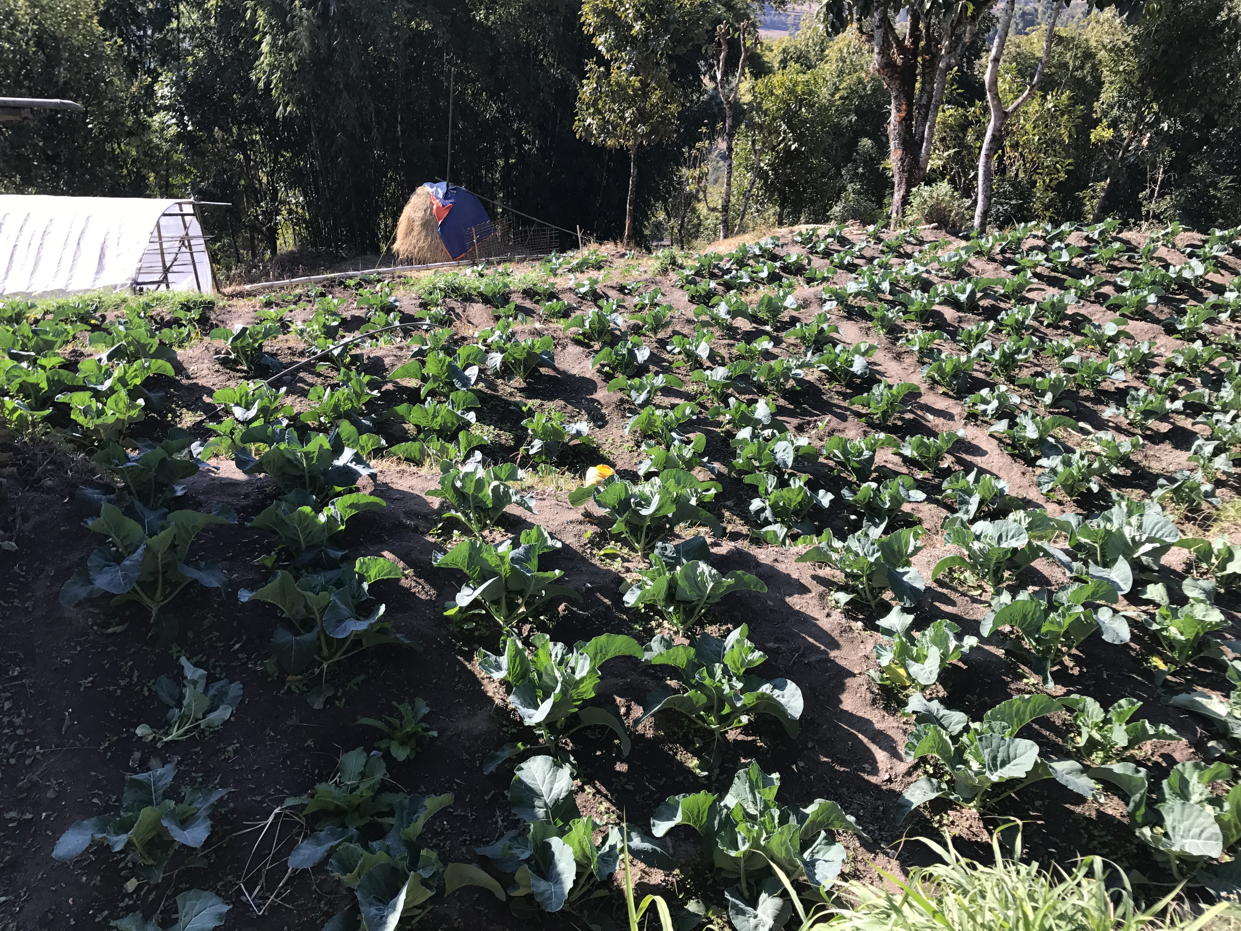 जिल्ला कृषि विकास कार्यालय, संखुवासभामा यहालार्इ हार्दिक स्वागत छ ।