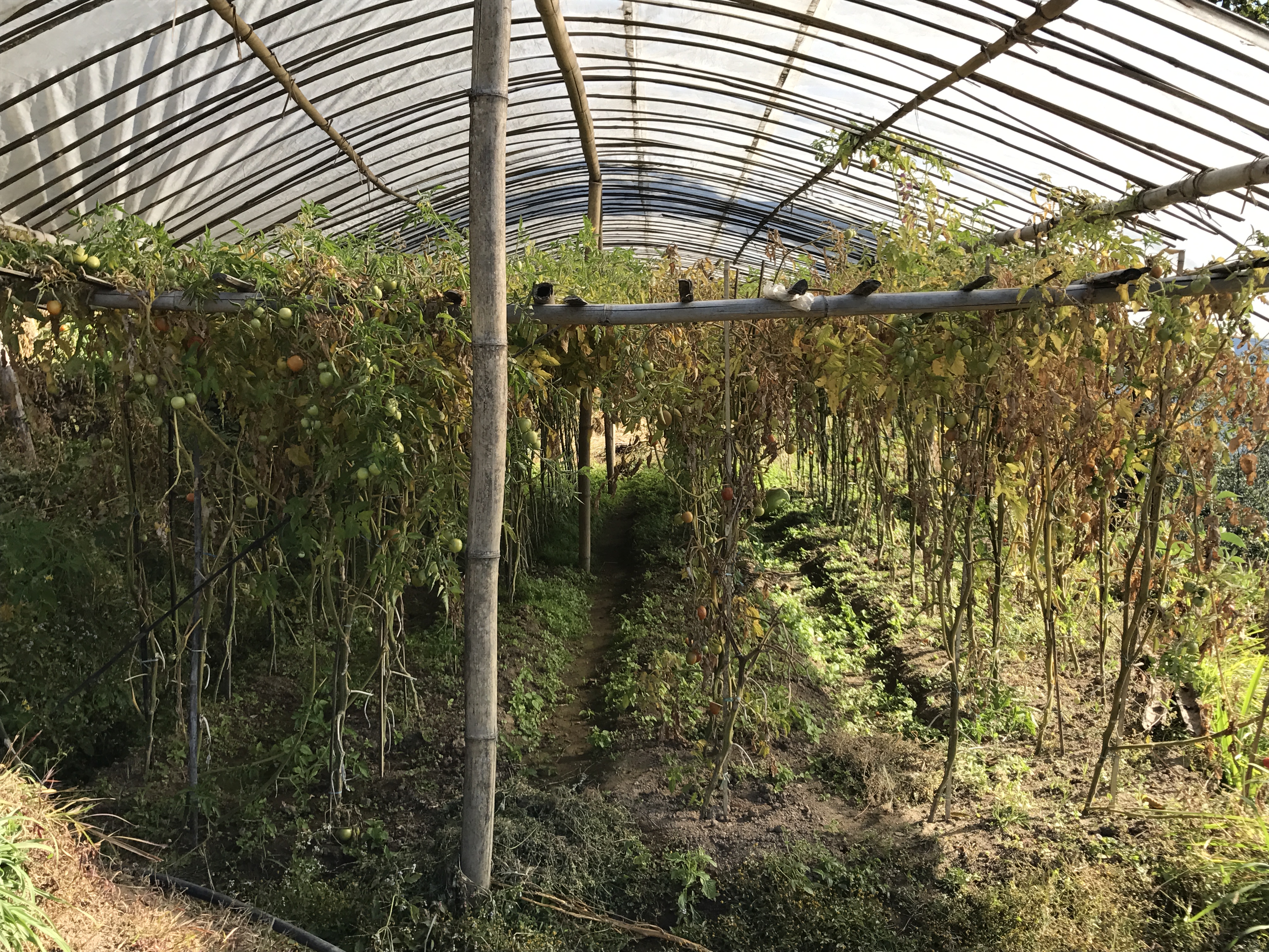 जिल्ला कृषि विकास कार्यालय, संखुवासभामा यहालार्इ हार्दिक स्वागत छ ।