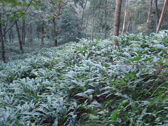 जिल्ला कृषि विकास कार्यालय, संखुवासभामा यहालार्इ हार्दिक स्वागत छ ।