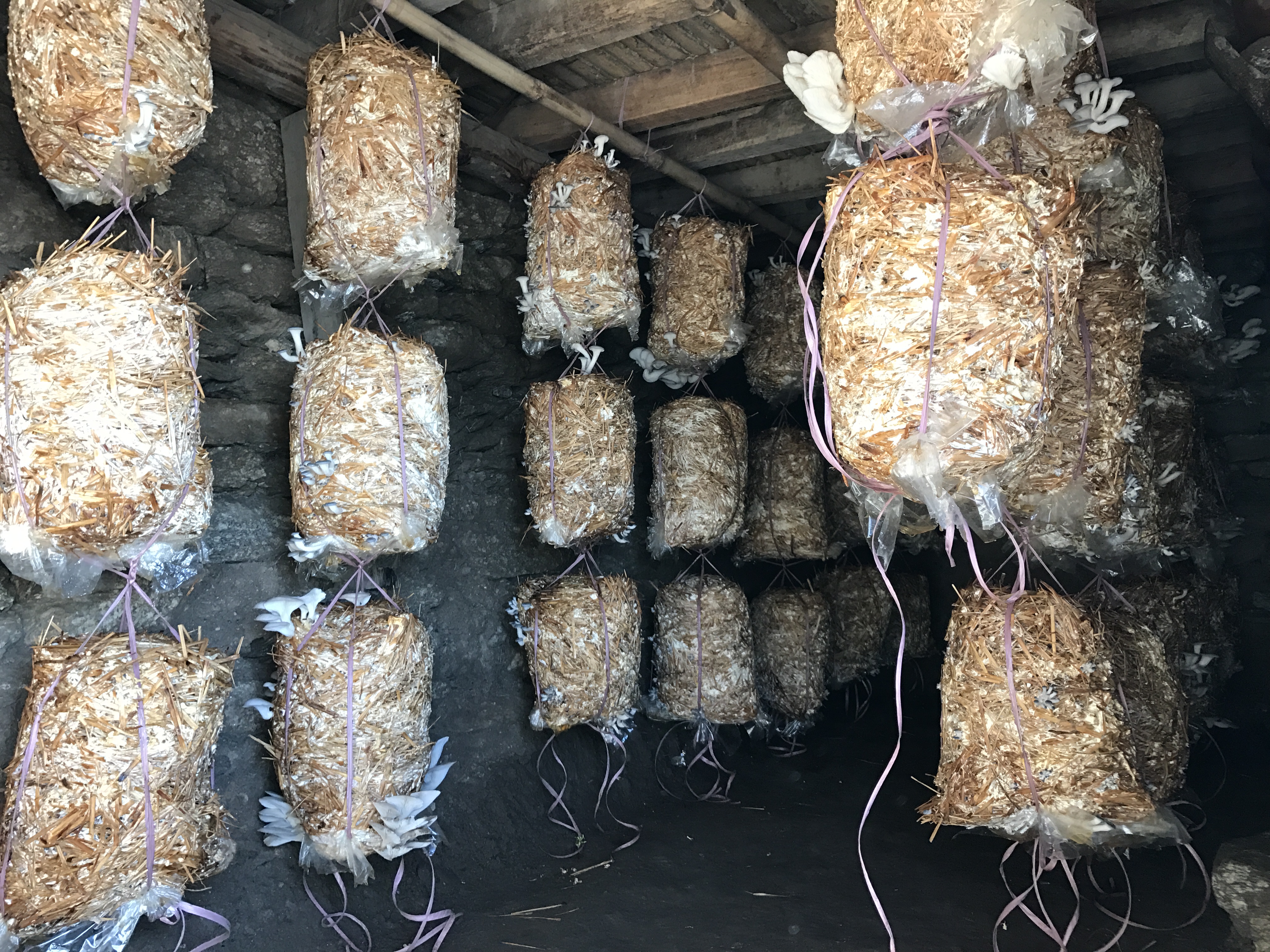 जिल्ला कृषि विकास कार्यालय, संखुवासभामा यहालार्इ हार्दिक स्वागत छ ।