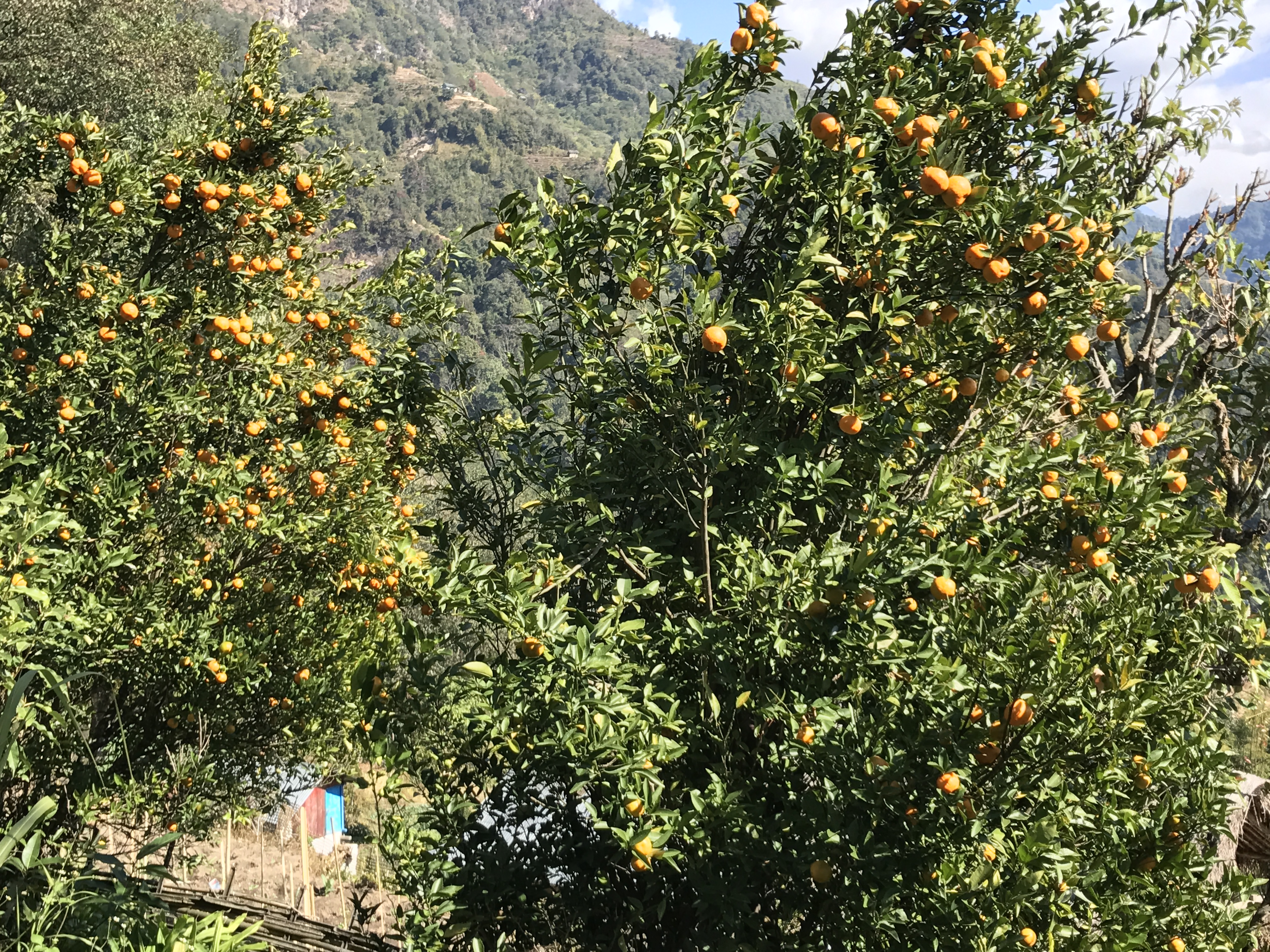 जिल्ला कृषि विकास कार्यालय, संखुवासभामा यहालार्इ हार्दिक स्वागत छ ।